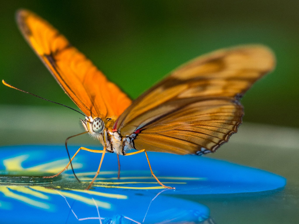 Bewonder exotische planten en diersoorten op de Orchideeënhoeve - Foto: Wim van 't Einde