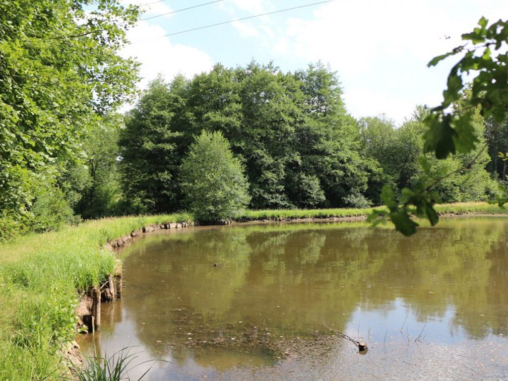 Etangs De Saint Pancras 1