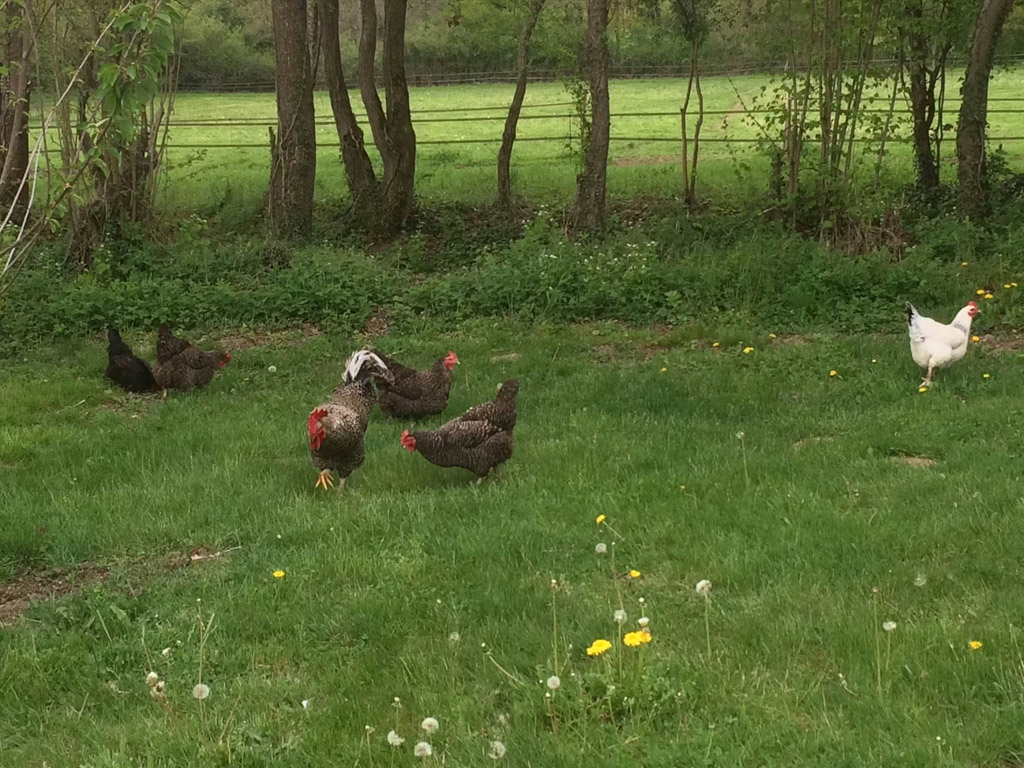 Camping Domaine Le Rianon 5