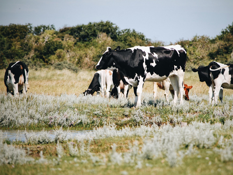 Schiermonnikoog2